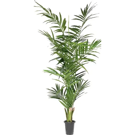 Mr Plant Kentia Palme, 210 cm
