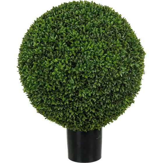 Mr Plant Buchsbaum im Topf, 65 cm
