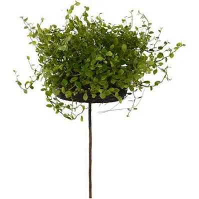 Mr Plant Muehlenbeckia Topfpflanze grün, 28 cm
