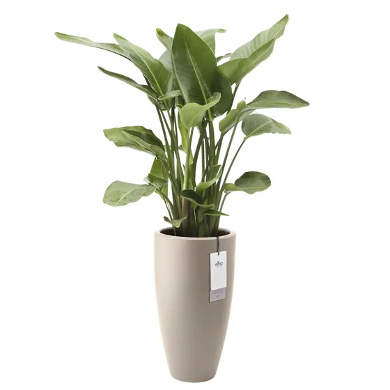 Elho June Round High 40 cm beige