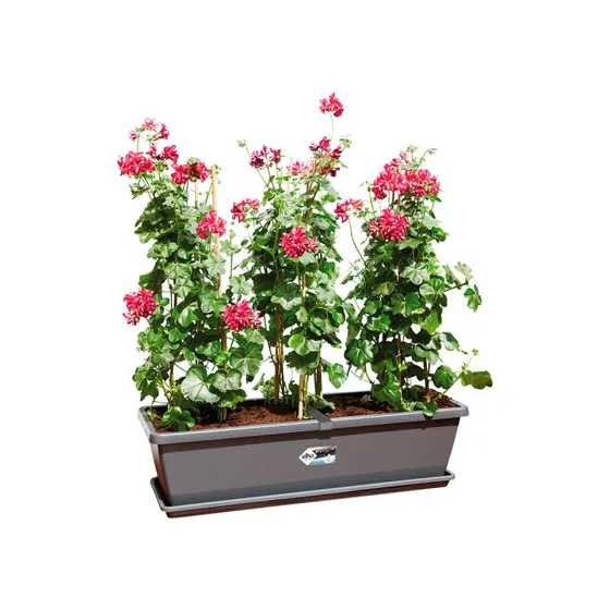 Elho Barcelona XL 80 cm Anthrazit Pflanzkasten