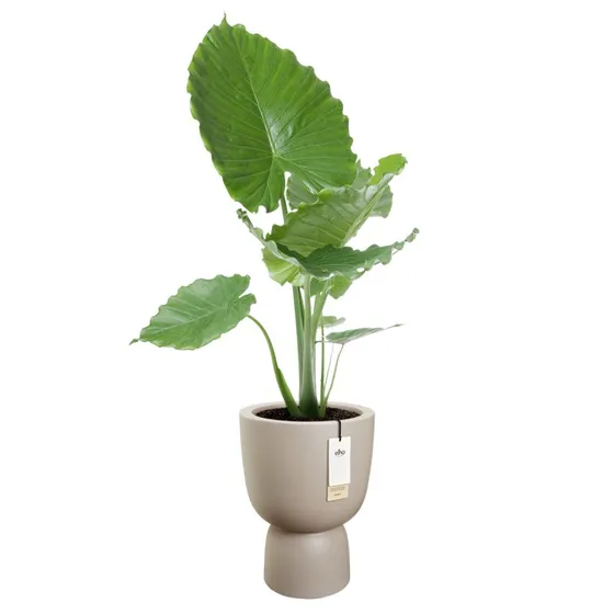 Amber Coupe Pflanztopf Balanced Beige 35 cm