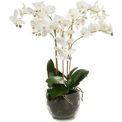 Mr Plant Phalaenopsis Orchidee Weiß, 70 cm in Glasvase