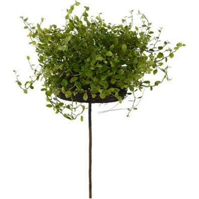 Mr Plant Muehlenbeckia Topfpflanze grün, 28 cm