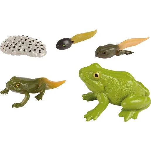 EDUPLAY 120764 Lebenszyklen Frosch
