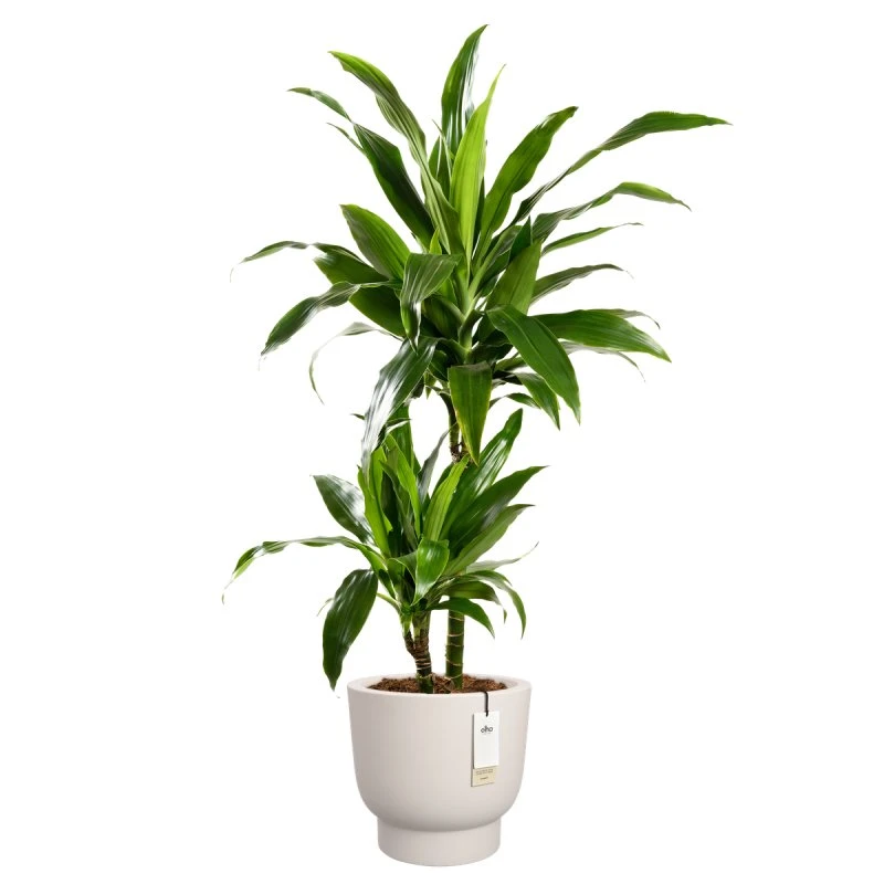 elho Amber Grail 30 cm, Leinenweiß